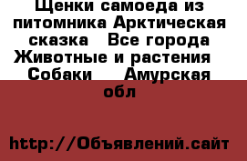 Щенки самоеда из питомника Арктическая сказка - Все города Животные и растения » Собаки   . Амурская обл.